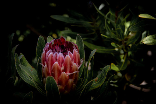 Lessons from Proteas p.1