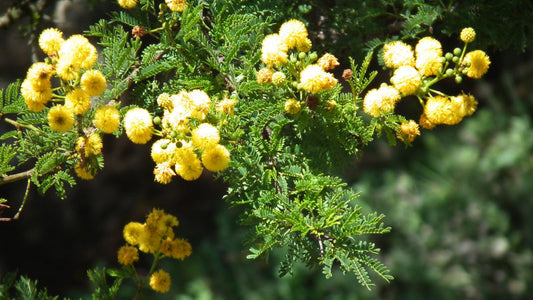 Evergreens